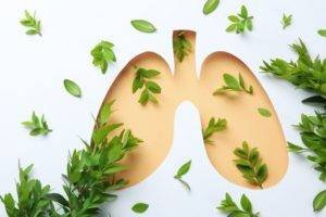 Naturheilmittel zur Unterstützung der Lungen- und Atemgesundheit - Gesundheitsparadies Gesundheitsblog