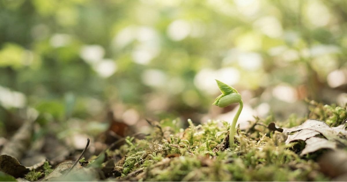 Gesund werden oder neu gedeihen mit Ruhe, Natur und innerer Balance
